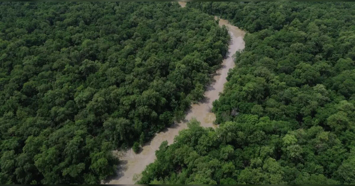 Estudo mede eficiência financeira e ambiental da proteção e regeneração das florestas