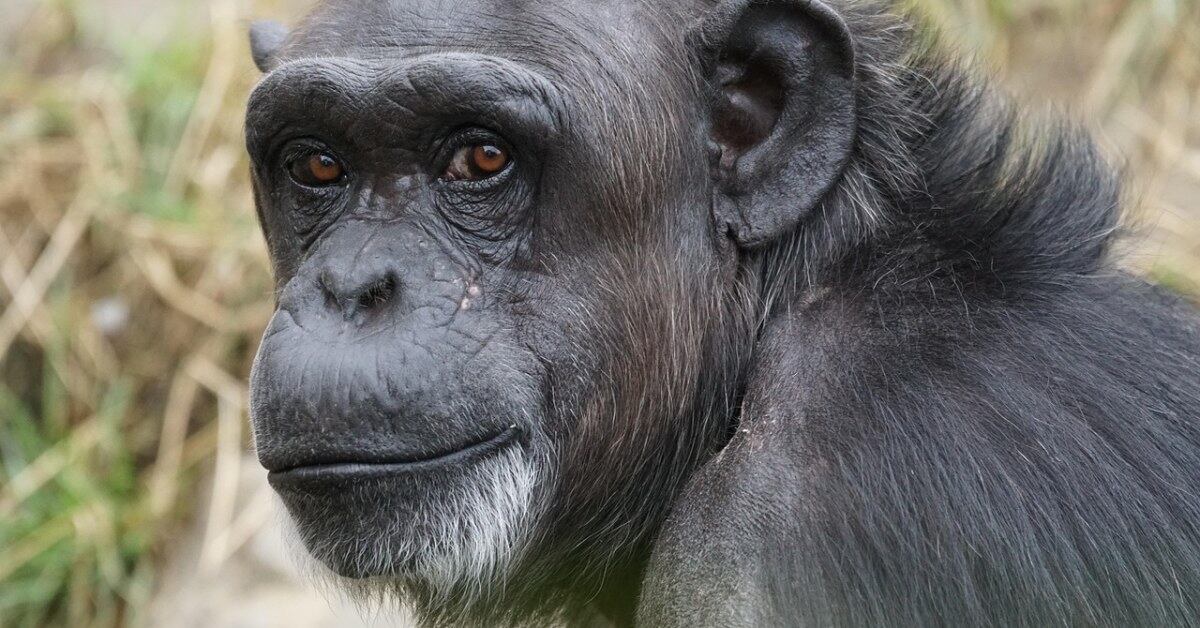 Chimpanzé de 54 anos perde completamente a visão, aprende a colaborar com os cuidados e volta a enxergar após cirurgia de catarata