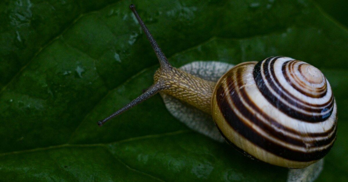 Cientistas entram numa caverna nas montanhas e encontram três caracóis transparentes, sem olhos e batizados como “criaturas sem rosto”