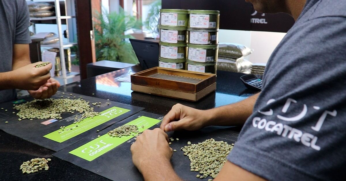 Cocatrel prevê alta de até 10% na safra de café e R$ 100 milhões em investimentos