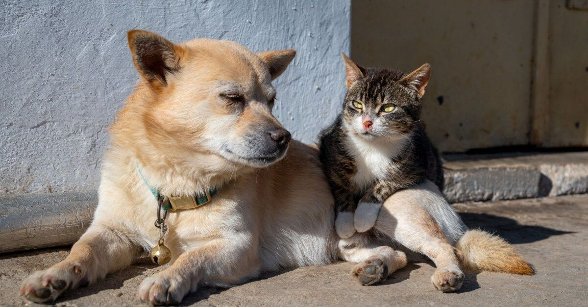 Este é o nome de pet mais popular do Brasil, segundo levantamento com 1,8 milhão de animais