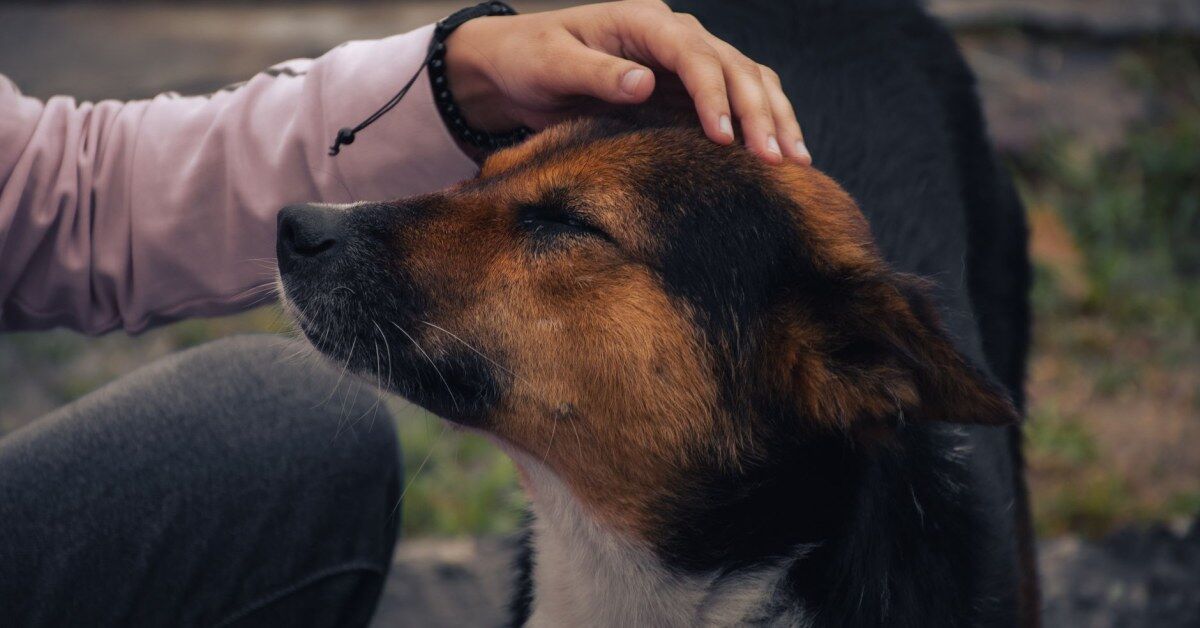 Fazer carinho no próprio cachorro por cinco minutos não apaga o estresse na hora, mas pode preparar o corpo para enfrentar a próxima pressão