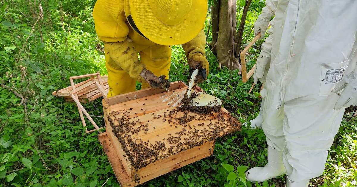 Da informalidade ao mercado: projeto apoia 60 apicultores em Minas