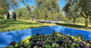 Olivoturismo busca transformar olivais em destinos turísticos no Brasil