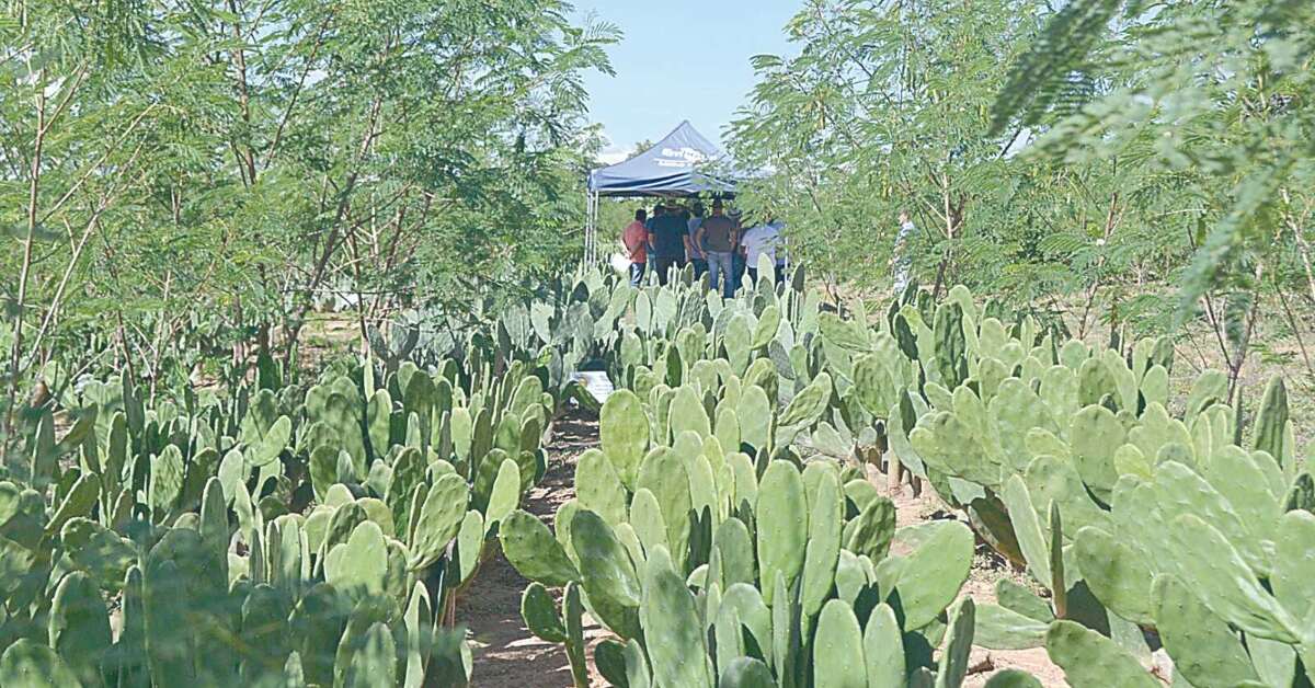 Feira agropecuária em Montes Claros apresenta tecnologias para enfrentar a seca no Norte de Minas