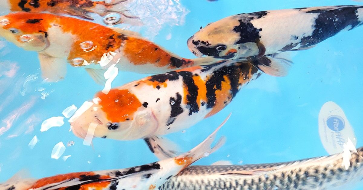 Piscicultura ornamental busca profissionalização e novos mercados em Minas