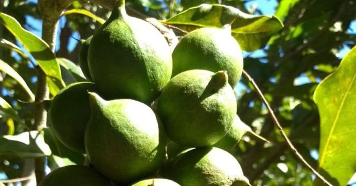 Cafeicultores de Minas apostam na macadâmia para diversificar produção e ampliar renda