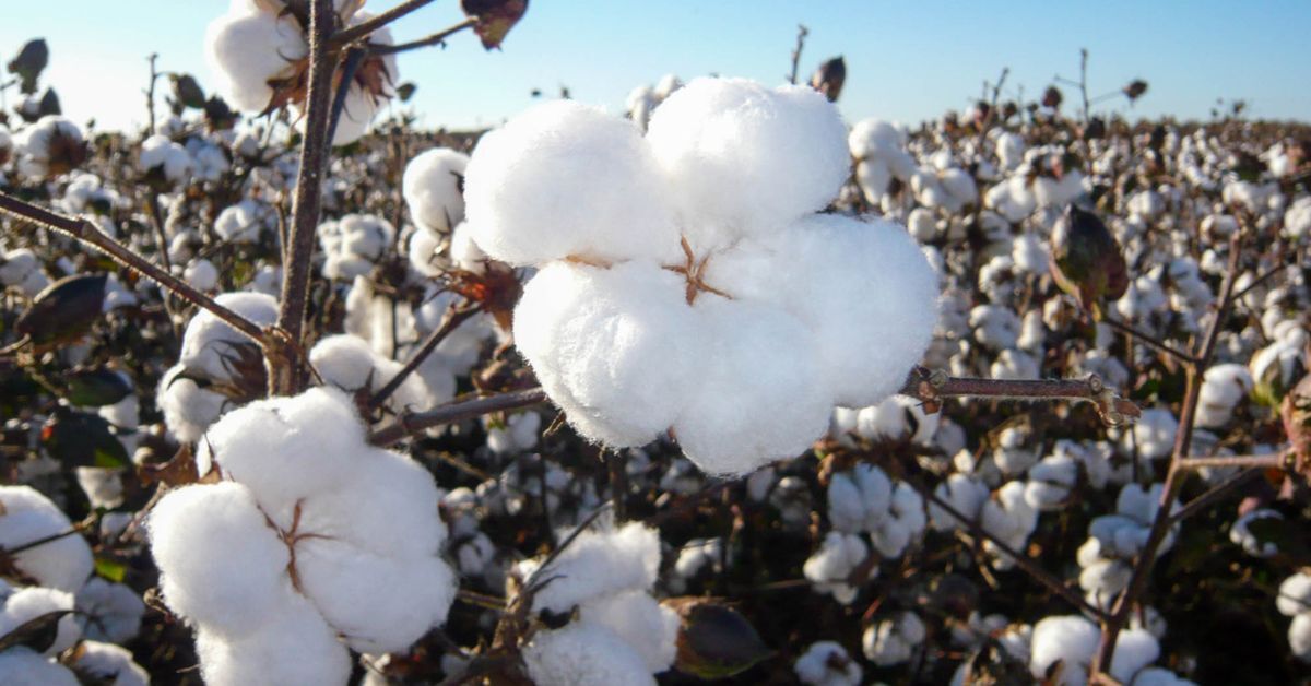 Minas certifica 13 fazendas de algodão sustentável e eleva competitividade no mercado internacional