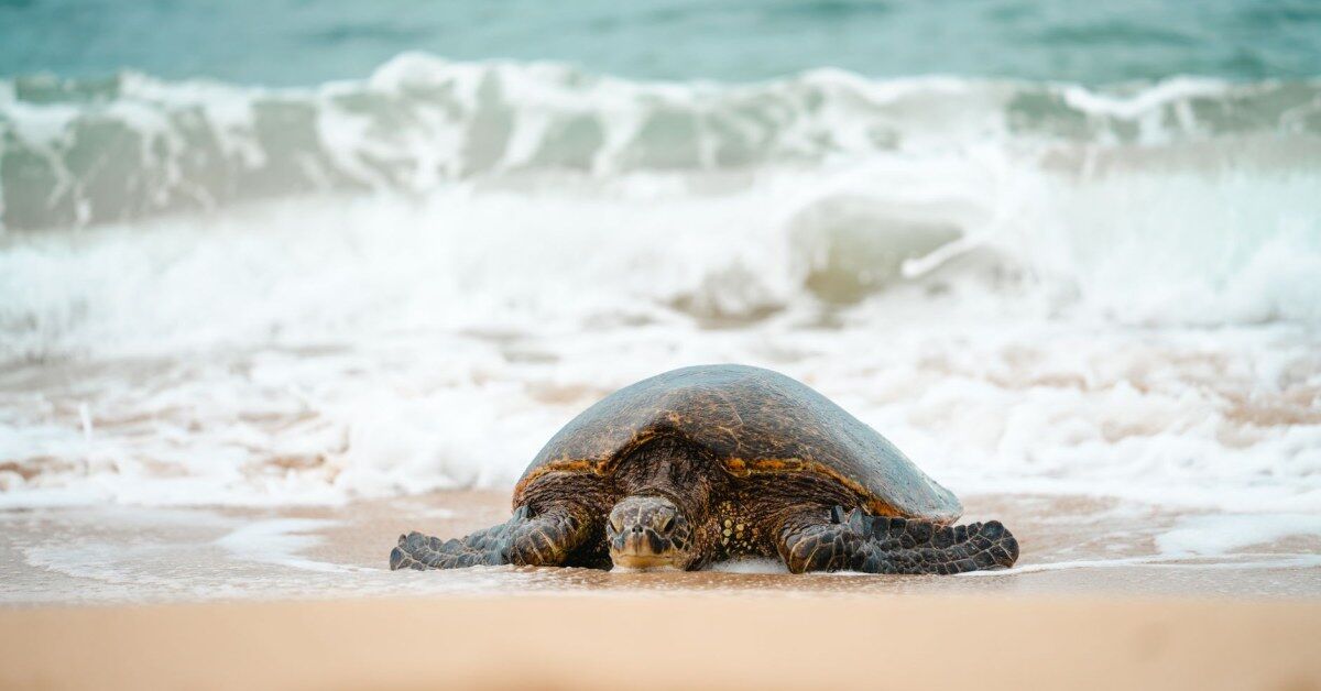 Tartarugas surpreendem banhistas ao colocar ovos em praias da Califórnia, mas a chegada de marés altas e tempestades obriga equipes a retirar os ninhos da areia