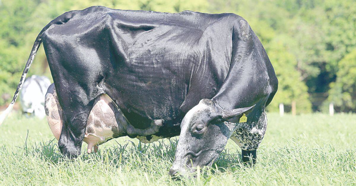 Importações e insumos mais caros desafiam produtor de leite em Minas Gerais